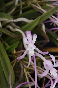 Neo. falcata Toyozakura HCC 78 pts.